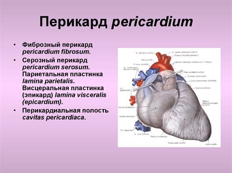 Ангиология. Анатомия сердца - презентация онлайн