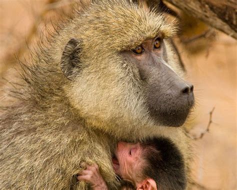 Beautiful Yellow Baboon Mother and Baby in Amboseli National Park, Kenya