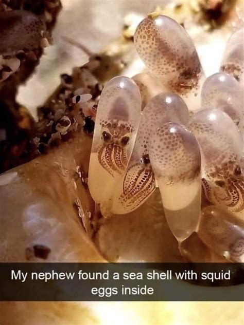 My nephew found a sea shell with squid eggs inside | Bichinhos