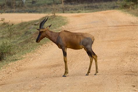Topi - ZooChat
