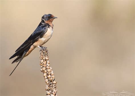 Molting Barn Swallow at Farmington Bay – On The Wing Photography