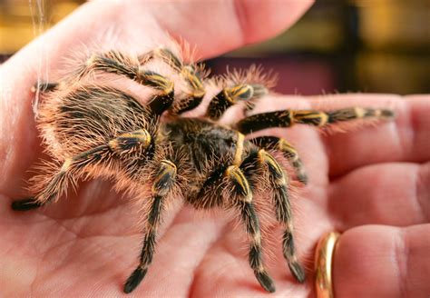 Chaco Golden Knee Tarantula (Grammostola pulchripes) Care Sheet — The ...