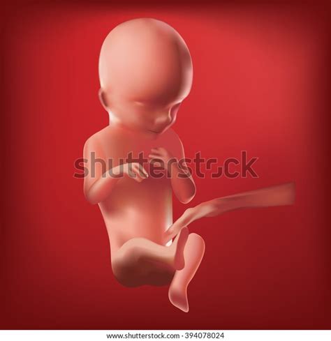 Pregnancy Fetal Growth Ultrasound Baby Fetus Stock Vector (Royalty Free ...