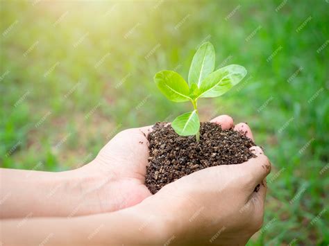 growing plant  hand