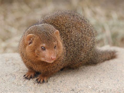 Mongoose Facts