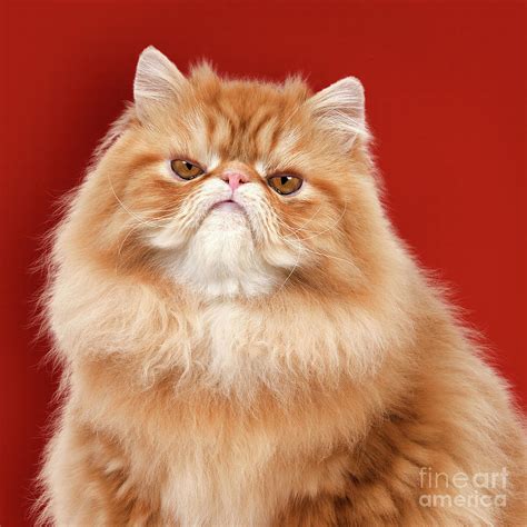 Orange Himalayan Persian Cat