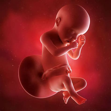 Pin by Ood Rodriguez on etapas de gestacion | Pregnancy week by week ...