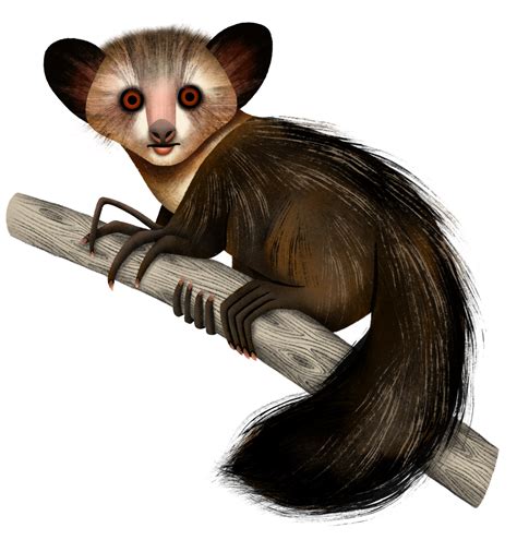 Lemur Fact Sheet: Aye-aye – Lemur Conservation Network