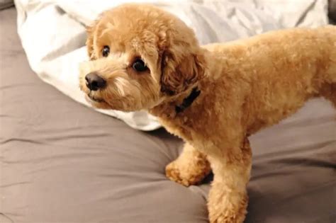 Black Toy Poodle Maltese Mix | Wow Blog