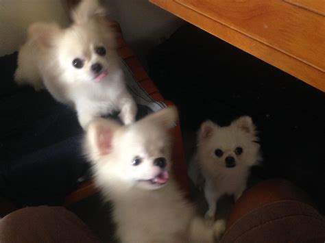 Mom and Sons : r/Chihuahua