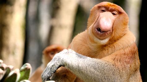 These monkeys have giant noses for exactly the reason you think ...