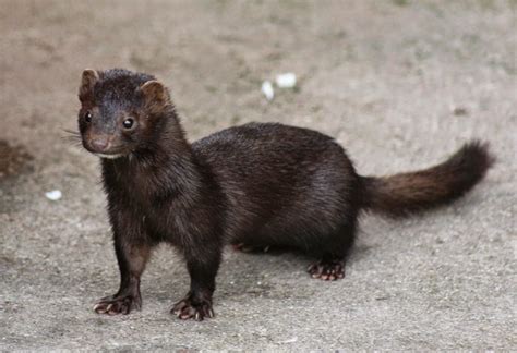 netties ramblings  american mink