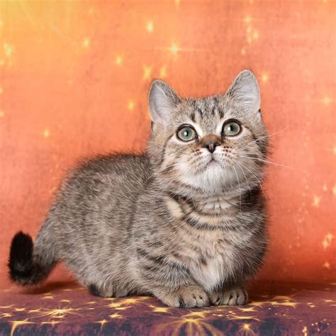 munchkin kittens archives munchkin kittens  sale