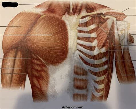 anterior chest diagram quizlet