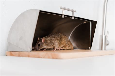 How dangerous are mice? - Poulin's Pest Control