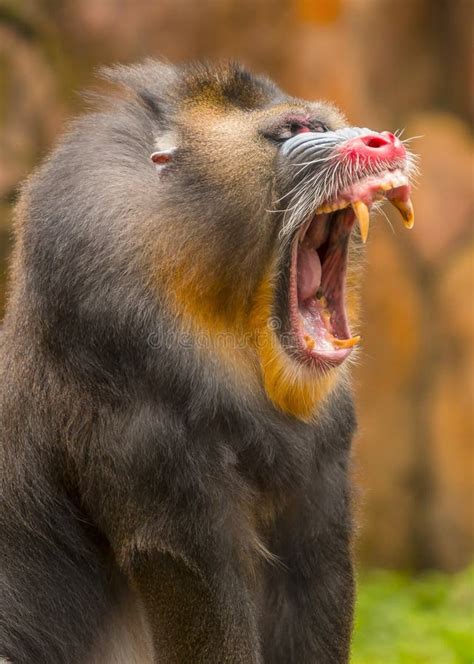 Mandrill Opens Its Mouth Wide Showing Sharp Canine Teeth Stock Image ...