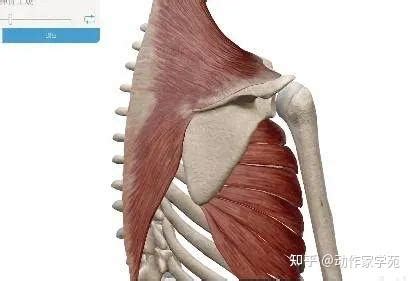 浅谈前锯肌 - 知乎