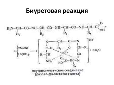Презентация: Белки.