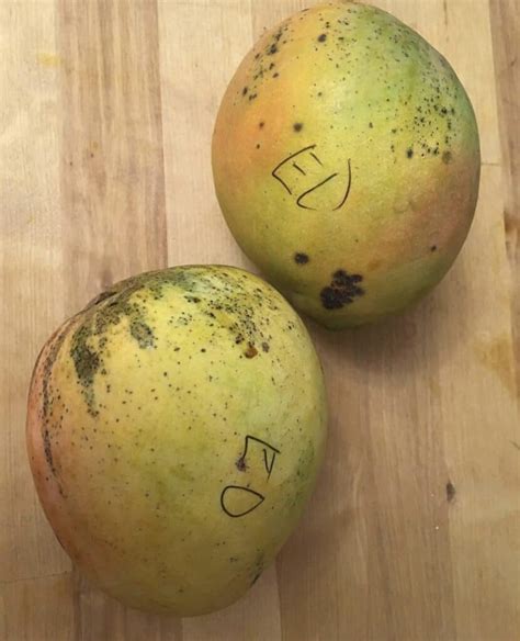 Edward Mango Grow Guide - Tropical Tree Guide