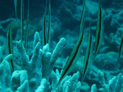 razorfish nautilus scuba club cairns