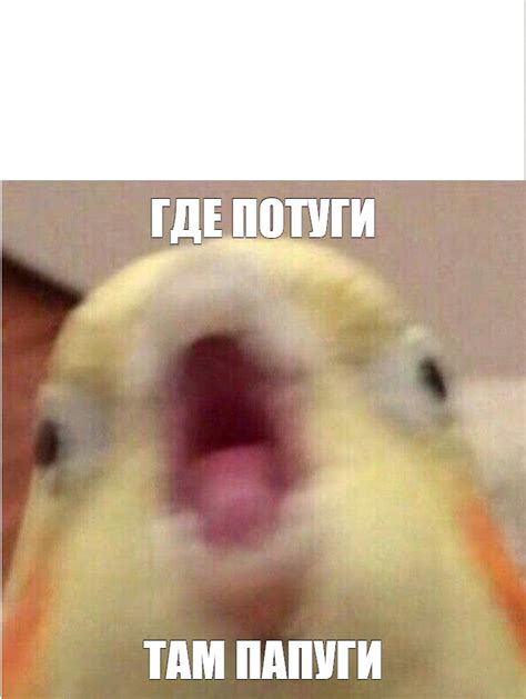 Meme: "ГДЕ ПОТУГИ ТАМ ПАПУГИ" - All Templates - Meme-arsenal.com