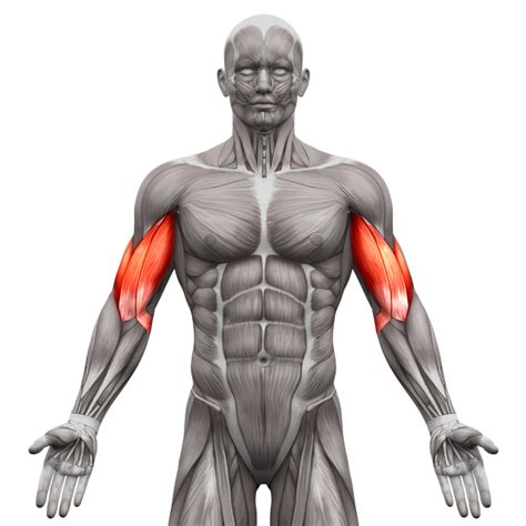 resistance band bicep workout    strengthen  arms