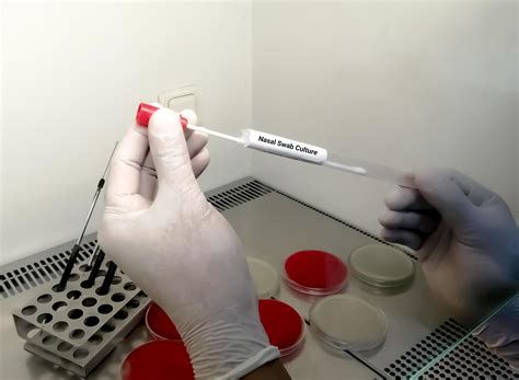 Microbiologist hold Nasal swab for culture test in microbilogy