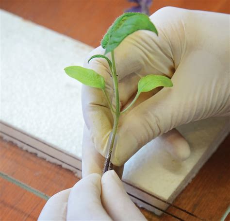 grafted plants   gardening win territorial seed company blog