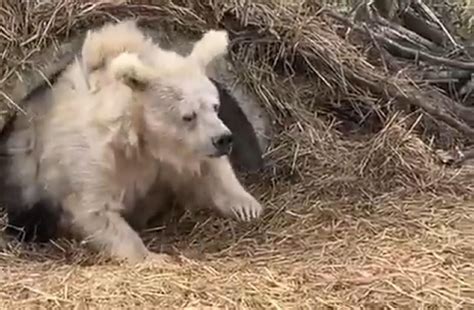 Oso es captado saliendo de su periodo de hibernación y se vuelve viral ...