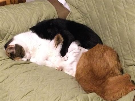 Rare photo of my cats acknowledging and accepting each other’s