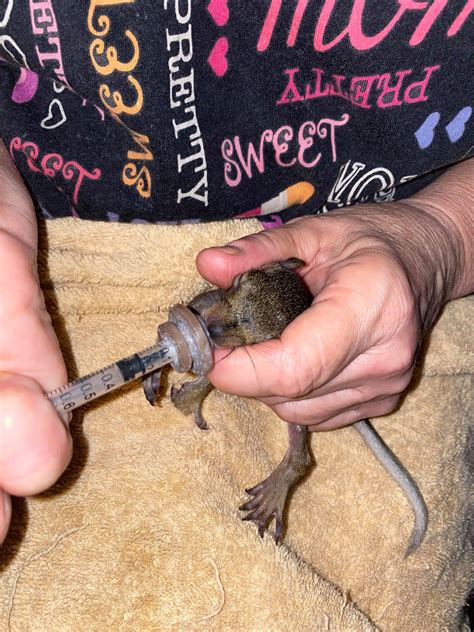 Wild Things - New Intake. Little girl, minor lacerations...