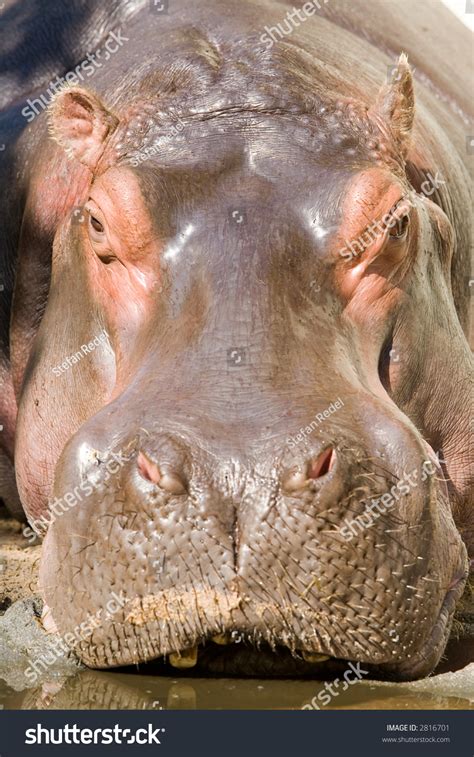 Hippopotamus Closeup Frontal Direct Into Ugly Stock Photo 2816701 ...
