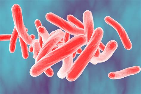 Mycobacterium Tuberculosis