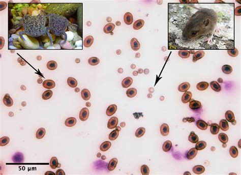 Amphibian and Mammal Red Blood [IMAGE] | EurekAlert! Science News Releases