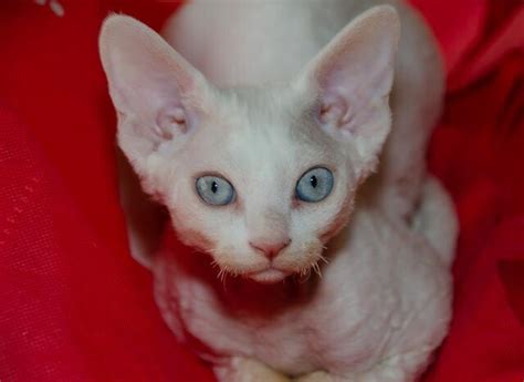 Blog | Katsaros the curly Devon Rex