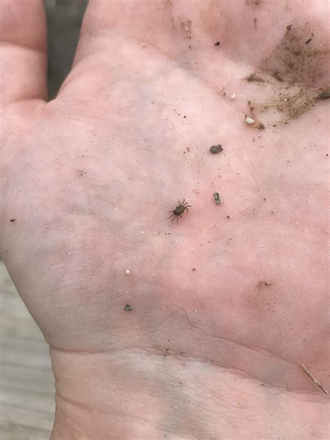 The smallest crab I’ve ever seen : r/TinyUnits
