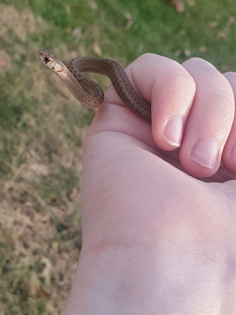 I just happened upon two young DeKay's brown snakes in my back yard! I