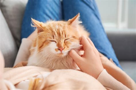 O Que Significa O Gato Ronronar - O que significa o Ronronar nos gatos? | Blog