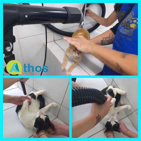 Curso de Banho e tosa | Athos Cursos profissionalizantes - Piracicaba - SP