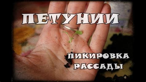 Пикировка рассады петунии - YouTube