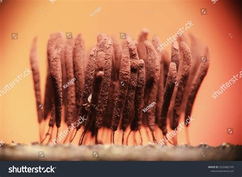 6,718 Microscope Flower Images, Stock Photos & Vectors | Shutterstock