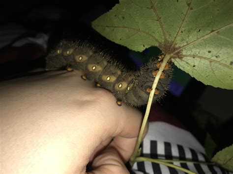 One of my imperial moth caterpillars has grown to the size of a small
