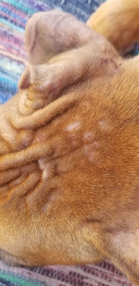 Allergies? Please Help! | Boxer Breed Dog Forums