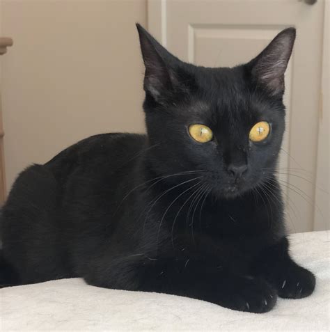 Feline Friday #16 - Tabs & Tidbits