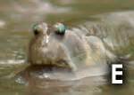 mudskipper zappa confluentus