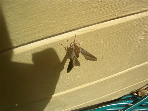 Tersa Sphinx Moth by WildlifeMan on DeviantArt