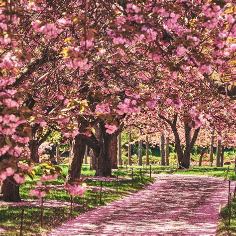 Cherry Trees In Spring