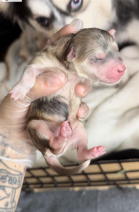 Puppy litter! : r/Pomsky