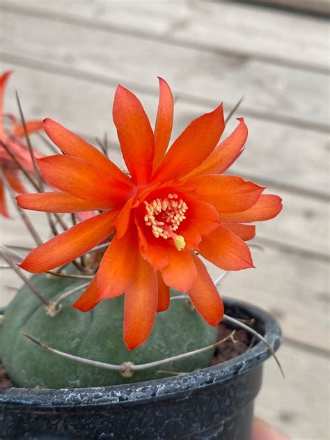 LOT192 20SEEDS Matucana Madisoniorum 2024 – Cactus-online