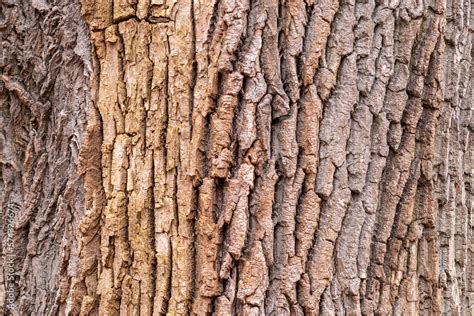 tło kora drzewa gruba i chropowata naturalna Stock Photo | Adobe Stock